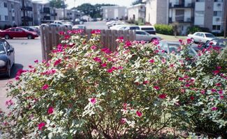 Canon AF35m sample image 42