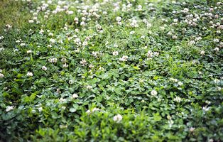 Konica Auto S2 sample image 34