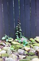 Konica Auto S2 sample image 22