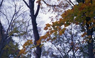 Konica Auto S2 sample image 23