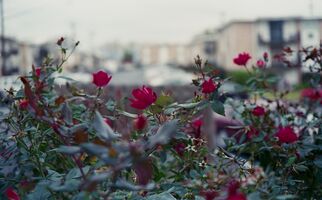 Konica Auto S2 sample image 25