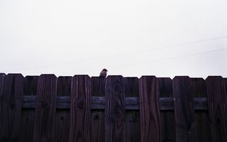 Konica Auto S2 sample image 24