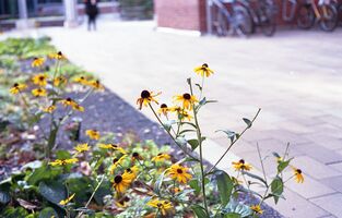 Konica Auto S2 sample image 13