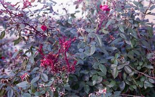 Konica Auto S2 sample image 26