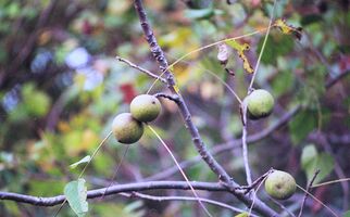 Lomography Color 800 sample image 36