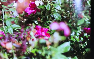 Lomography Color 800 sample image 19