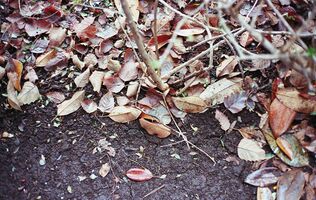 Mamiya Sekor Super Deluxe sample image 25