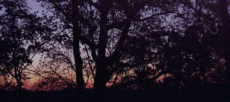 Minolta Maxxum 300si / Minolta AF Zoom 35mm-7mm f3.5-4.5 sample image 18