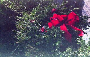 Minolta Maxxum 300si / Minolta AF Zoom 35mm-7mm f3.5-4.5 sample image 20