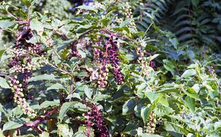 Nikon EM sample image 33