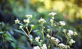 Nikon EM sample image 16