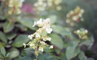 Nikon EM sample image 23