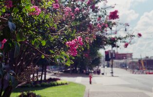 Nikon EM sample image 13