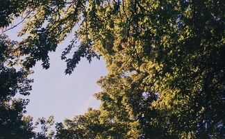 Pentax iqZoom 150SL sample image 43