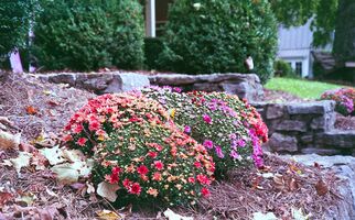 Pentax iqZoom 150SL sample image 44