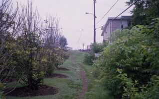 Pentax iqZoom 150SL sample image 9