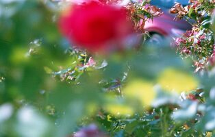 Pentax iqZoom 150SL sample image 32