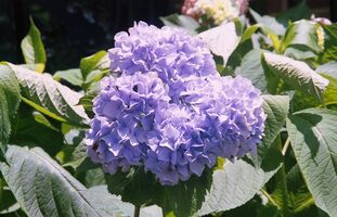 Pentax iqZoom 150SL sample image 1