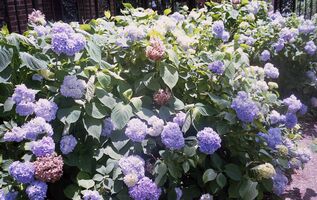 Pentax iqZoom 150SL sample image 2