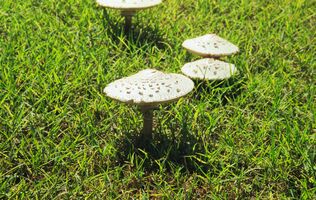 Pentax zoom90-WR sample image 17