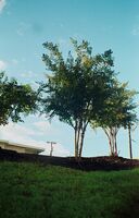 Pentax zoom90-WR sample image 25