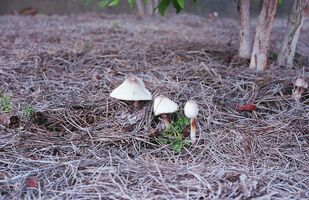 Yashica Electro 35 GSN sample image 16