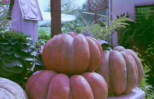 Yashica Electro 35 GSN sample image 44