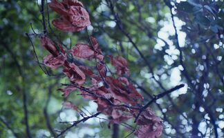 Yashica Electro 35 GSN sample image 29