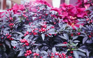 Yashica Electro 35 GSN sample image 24