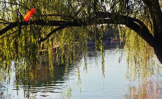 Yashica Electro 35 GSN sample image 1