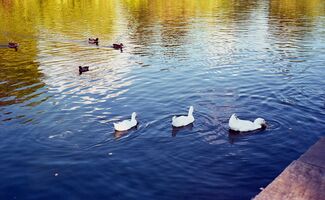 Yashica Electro 35 GSN sample image 25